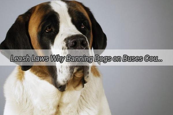 Leash Laws Why Banning Dogs on Buses Could Be Missing the BARK  A Heartwarming Tale of Canine Curiosity and Compassion